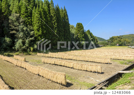 はざ掛けした稲と田 12483066