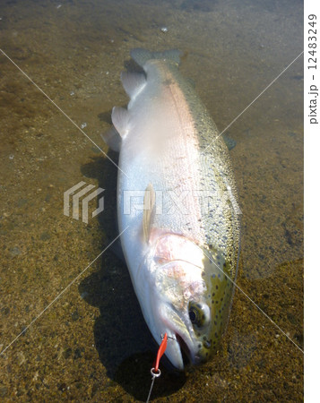 ニジマス スチールヘッド ニジマス スチールヘッド 12483249