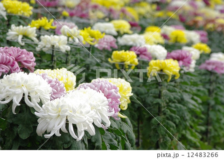 菊花展 菊花展 12483266