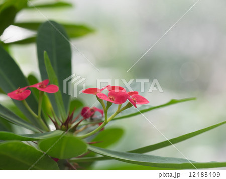 赤い苞の美しいハナキリン 12483409