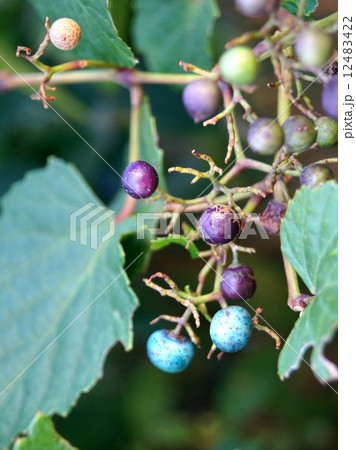 色づく野ブドウ 12483422