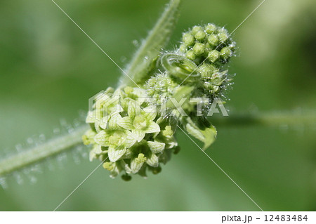 アレチウリの雌花 12483484