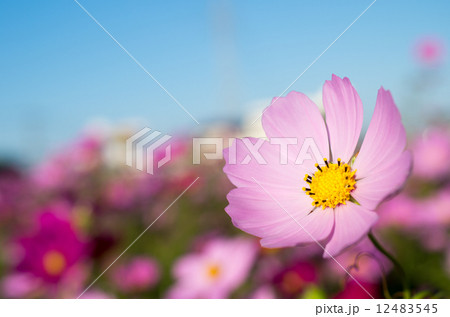 青空コスモス畑 青空コスモス畑 12483545