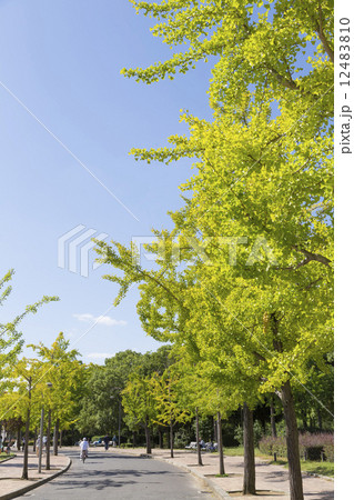 長居公園の銀杏並木 12483810