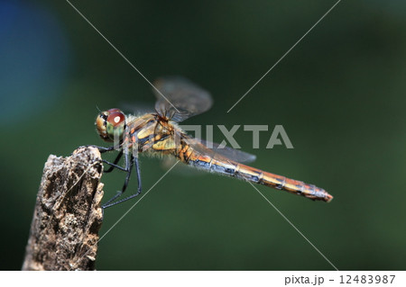 生き物 昆虫 アキアカネ、メスは成熟しても真っ赤にはなりません。それにしても結構毛深いです 生き物 昆虫 アキアカネ、メスは成熟しても真っ赤にはなりません。それにしても結構毛深いです 12483987