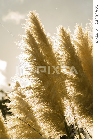 パンパスグラス 12484601