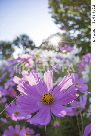 コスモスの花 12484612