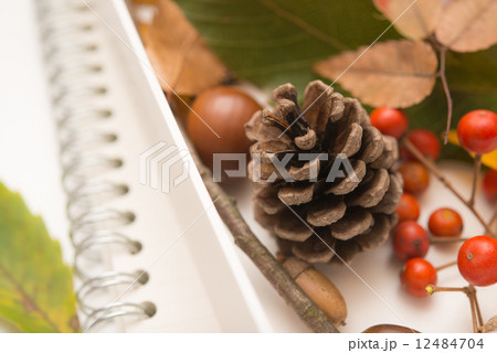 松ぼっくり　落ち葉　どんぐり　ノート 12484704