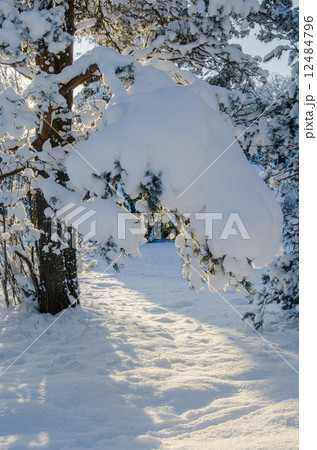 Winter snow covered trees against the blue sky. Viitna, Estonia. Winter snow covered trees against the blue sky. Viitna, Estonia. 12484796
