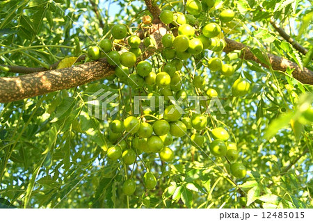 センダンの青い実(未成熟) センダンの青い実(未成熟) 12485015