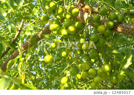 センダンの青い実（未成熟） 12485017