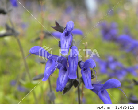 南米原産の青い綺麗なサルビアガラニチカの花の写真素材
