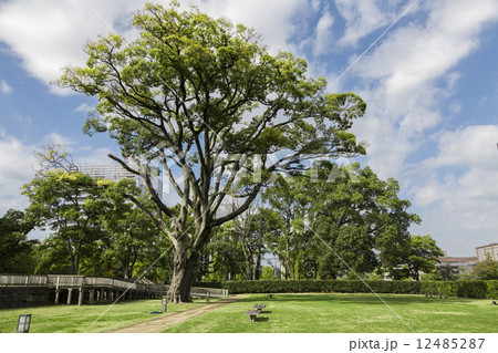 和歌山城　二之丸跡 12485287