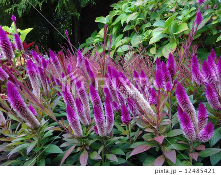 野ｹﾞｲﾄ 12485421