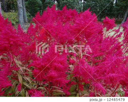 ケイト ケイト 12485479