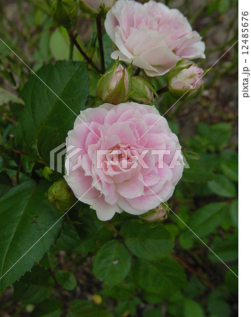 淡いピンクのバラ 品種名 花車の写真素材