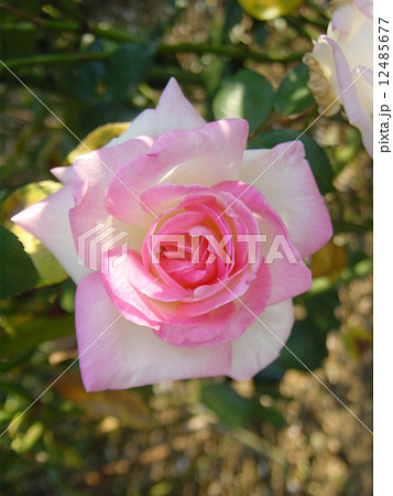 白とピンクのバラ 品種名 プリンセス ドゥ モナコの写真素材
