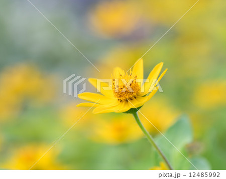 花壇のメランポジウム 12485992