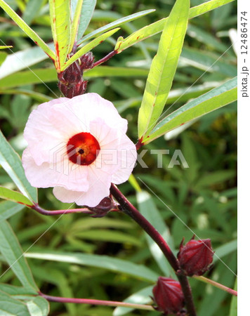 ローゼル（ピンク）畑 12486474