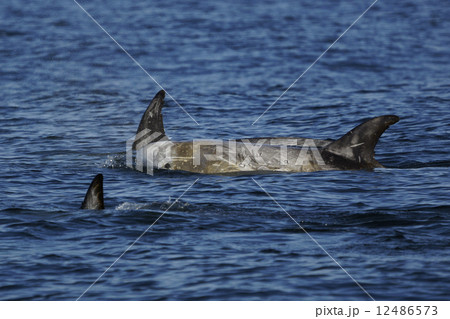 ハナゴンドウ 12486573