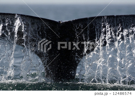 コククジラ コククジラ 12486574