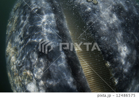 コククジラ 12486575