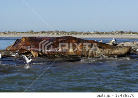 コククジラの死体 コククジラの死体 12486576