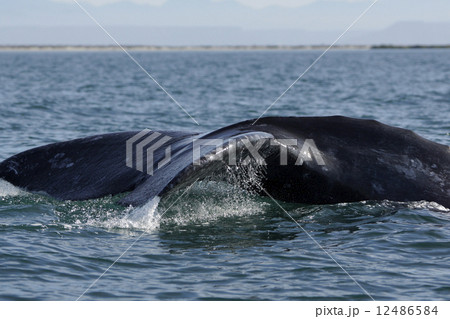 コククジラ 12486584