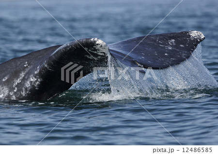 コククジラ コククジラ 12486585