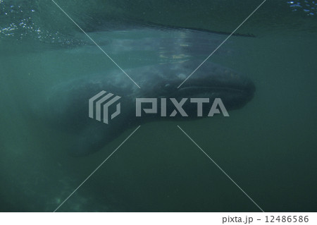 コククジラ コククジラ 12486586