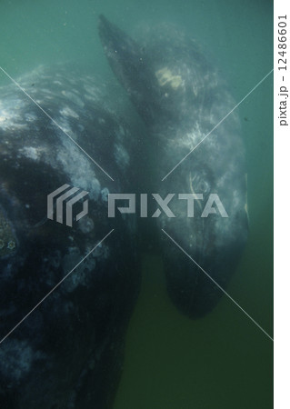 コククジラ 12486601