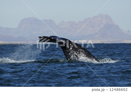 コククジラ コククジラ 12486602