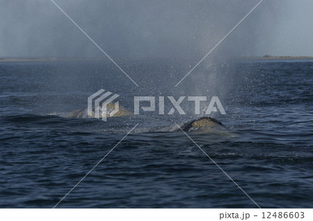 コククジラ 12486603