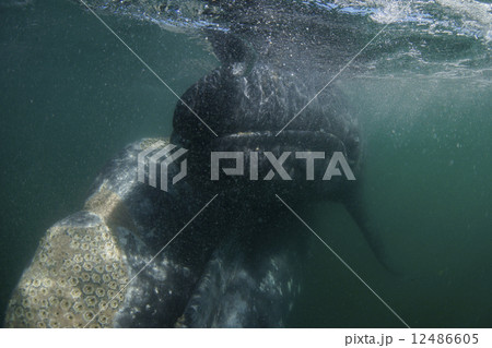 コククジラ 12486605