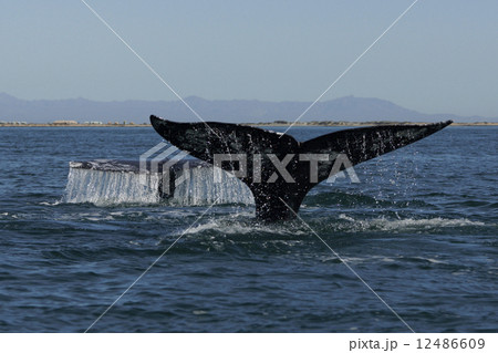 コククジラ コククジラ 12486609