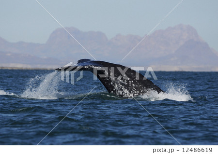 コククジラ コククジラ 12486619