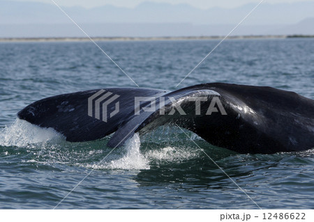 コククジラ コククジラ 12486622
