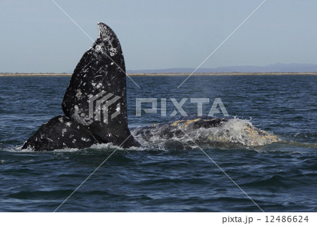 コククジラ 12486624