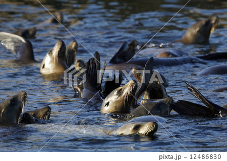 カリフォルニアアシカ カリフォルニアアシカ 12486830