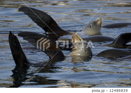 カリフォルニアアシカ 12486839