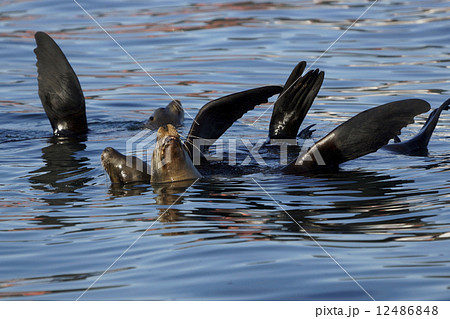 カリフォルニアアシカ 12486848