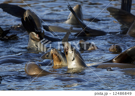 カリフォルニアアシカ 12486849