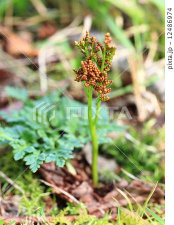 カンワラビの花 12486974