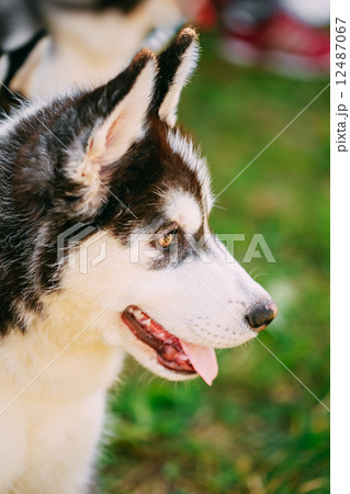 Close Up Young Husky Puppy Eskimo Dog 12487067