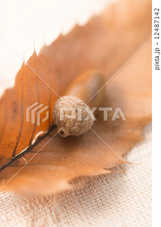 どんぐりと葉 12487142