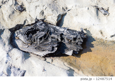 メタセコイアの化石 12487514