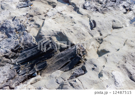 メタセコイアの化石 12487515