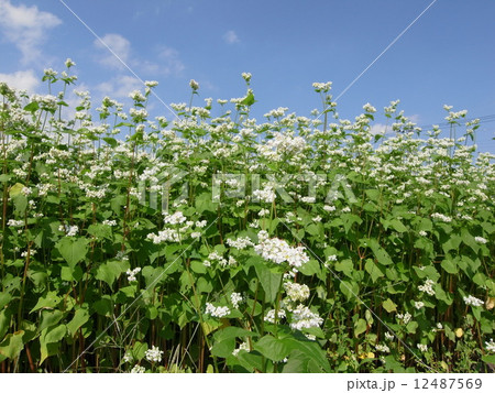 ソバ・ソバの花イメージ(27) ソバ・ソバの花イメージ(27) 12487569