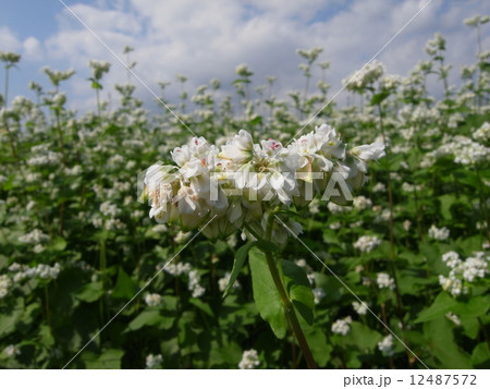 ソバ・ソバの花イメージ（３０） 12487572