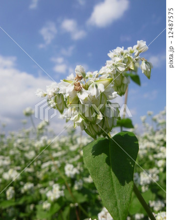 ソバ・ソバの花イメージ(33) ソバ・ソバの花イメージ(33) 12487575